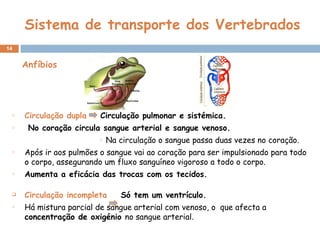 Sistema de transporte dos Vertebrados Circulação dupla   Circulação pulmonar e sistémica.   No coração circula sangue arterial e sangue venoso. Na circulação o sangue passa duas vezes no coração. Após ir aos pulmões o sangue vai ao coração para ser impulsionado para todo o corpo,  assegurando um fluxo sanguíneo vigoroso a todo o corpo. Aumenta a eficácia das trocas com os tecidos. Circulação incompleta   Só tem um ventrículo.  Há mistura parcial de sangue arterial com venoso, o  que afecta a  concentração de oxigénio  no sangue arterial . Anfíbios 