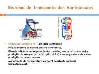Sistema de transporte dos Vertebrados  Circulação completa   Tem dois ventrículos Não há mistura de sangue arterial com venoso. Elevada eficácia na oxigenação dos tecidos,  que permite uma  maior produção de energia  (na respiração celular) e consequentemente  maior produção de calor corporal. Manutenção de temperatura corporal constante (animais homeotérmicos). 