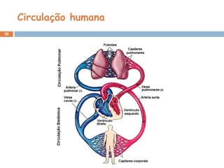 Circulação humana 