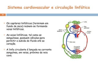 Sistema cardiovascular e circulação linfática Os capilares linfáticos (terminam em fundo de saco) reúnem-se formando veias linfáticas.   As veias linfáticas, tal como as sanguíneas, possuem válvulas para permitir a subida do fluido até ao coração.   A linfa circulante é lançada na corrente sanguínea, em veias, próximo da veia cava.   