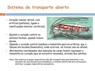 Sistema de transporte aberto Coração tubular dorsal, com orifícios (ostíolos), ligado a ramificações laterais  (artérias). Quando o coração contrai os ostíolos fecham, quando relaxa abrem. Quando o coração contrai bombeia a hemolinfa para as artérias, que a lançam em lacunas (hemocélio), onde ocorrem  as trocas com as células. Movimentos coordenados dos músculos do corpo fazem regressar a hemolinfa ao coração (que se encontra relaxado), através dos ostíolos. Nota: Nos insectos os gases respiratórios não são transportados pela hemolinfa; o voo necessita de uma elevada taxa metabólica e o sistema aberto não seria eficaz para distribuir os gases respiratórios necessários. 