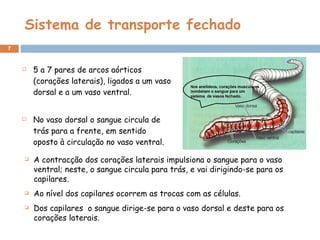 Sistema de transporte fechado 5 a 7 pares de arcos aórticos (corações laterais), ligados a um vaso dorsal e a um vaso ventral. No vaso dorsal o sangue circula de trás para a frente, em sentido oposto à circulação no vaso ventral. A contracção dos corações laterais impulsiona o sangue para o vaso ventral; neste, o sangue circula para trás, e vai dirigindo-se para os capilares. Ao nível dos capilares ocorrem as trocas com as células. Dos capilares  o sangue dirige-se para o vaso dorsal e deste para os corações laterais. 
