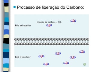 Processo de liberação do Carbono: 