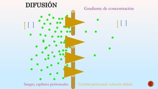 Sangre, capilares peritoneales Cavidad peritoneal: solución diálisis
DIFUSIÓN Gradiente de concentración
[ ] [ ]
 