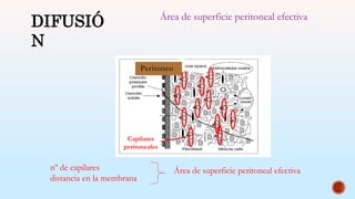 Peritoneo
nº de capilares
distancia en la membrana
Área de superficie peritoneal efectiva
DIFUSIÓ
N
Área de superficie peritoneal efectiva
Capilares
peritoneales
 