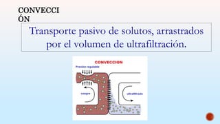 CONVECCI
ÓN
Transporte pasivo de solutos, arrastrados
por el volumen de ultrafiltración.
 
