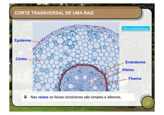 Transporte nas plantas | PDF