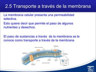 2.5 Transporte a través de la membrana
La membrana celular presenta una permeabilidad
selectiva.
Esto quiere decir que permite el paso de algunos
nutrientes y desechos.
El paso de sustancias a través de la membrana se le
conoce como transporte a través de la membrana
 