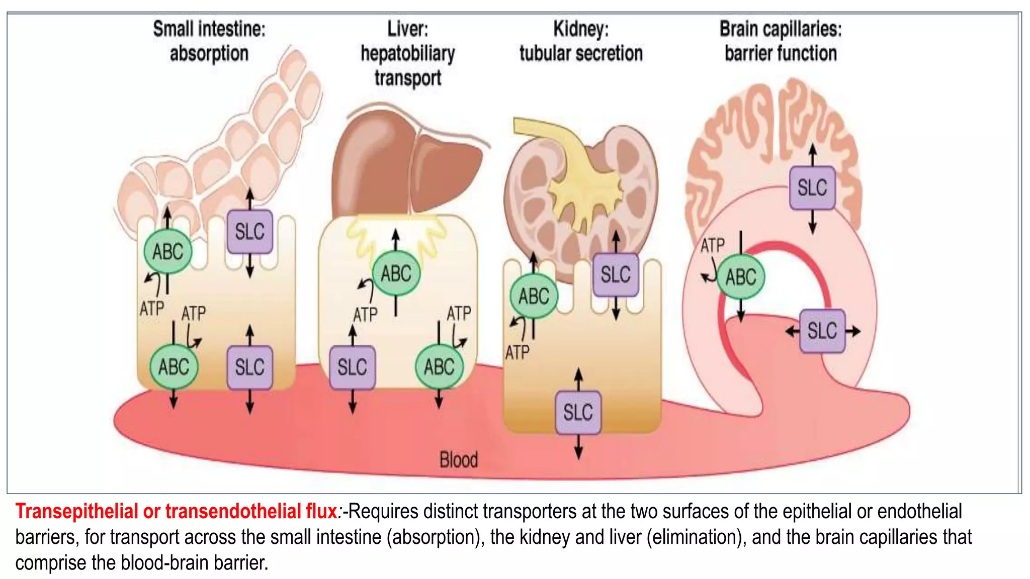 Transepithelial or transendothelial flux:-Requires distinct transporters at the two surfaces of the epithelial or endothelial
barriers, for transport across the small intestine (absorption), the kidney and liver (elimination), and the brain capillaries that
comprise the blood-brain barrier.
 