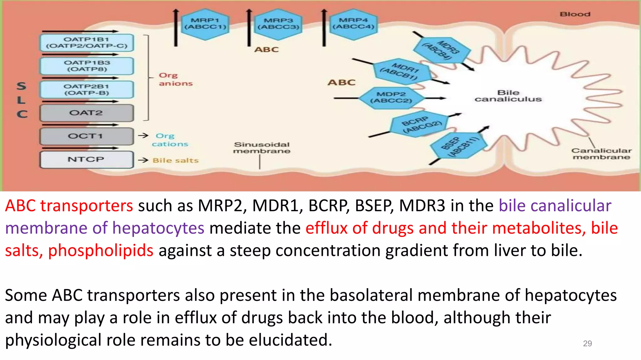 29
ABC transporters such as MRP2, MDR1, BCRP, BSEP, MDR3 in the bile canalicular
membrane of hepatocytes mediate the efflux of drugs and their metabolites, bile
salts, phospholipids against a steep concentration gradient from liver to bile.
Some ABC transporters also present in the basolateral membrane of hepatocytes
and may play a role in efflux of drugs back into the blood, although their
physiological role remains to be elucidated.
 