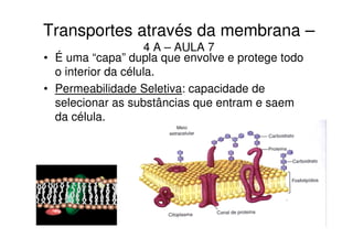 Transportes através da membrana –
                     4 A – AULA 7
• É uma “capa” dupla que envolve e protege todo
  o interior da célula.
• Permeabilidade Seletiva: capacidade de
  selecionar as substâncias que entram e saem
  da célula.
 