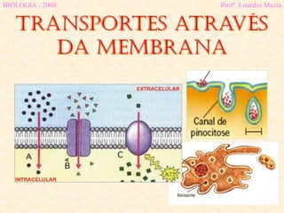 Transportes através
da membrana
BIOLOGIA / 2008 Profª. Lourdes Maria
 
