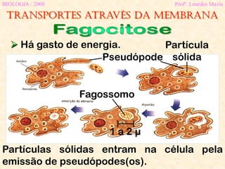 Transportes através da membrana
BIOLOGIA / 2008 Profª. Lourdes Maria
 Há gasto de energia.
Partículas sólidas entram na célula pela
emissão de pseudópodes(os).
1 a 2 µ
Partícula
sólidaPseudópode
Fagossomo
 