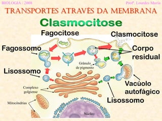 BIOLOGIA / 2008 Profª. Lourdes Maria
Núcleo
Mitocôndrias
Complexo
golgiense
Fagocitose
Lisossomo
Fagossomo
Clasmocitose
Grânulo
de pigmento
Lisossomo
Vacúolo
autofágico
Corpo
residual
Transportes através da membrana
 