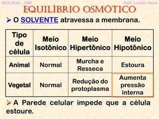 Equilíbrio osmótico
BIOLOGIA / 2008 Profª. Lourdes Maria
 O SOLVENTE atravessa a membrana.
Tipo
de
célula
Meio
Isotônico
Meio
Hipertônico
Meio
Hipotônico
Animal Normal
Murcha e
Resseca
Estoura
Vegetal Normal
Redução do
protoplasma
Aumenta
pressão
interna
 A Parede celular impede que a célula
estoure.
 