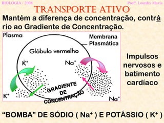 Transporte ativo
BIOLOGIA / 2008 Profª. Lourdes Maria
Impulsos
nervosos e
batimento
cardíaco
Mantém a diferença de concentração, contrá
rio ao Gradiente de Concentração.
“BOMBA” DE SÓDIO ( Na+ ) E POTÁSSIO ( K+ )
Membrana
Plasmática
 