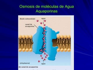 Osmosis de moléculas de Agua
Aquaporinas
 