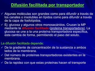 Difusión facilitada por transportador
 Algunas moléculas son grandes como para difundir a través de
los canales o insolubles en lípidos como para difundir a través
de la capa de fosfolípidos.
 Ej: glucosa y algunos otros monosacáridos. Cruzan la MP
mediante la difusión facilitada (proteína transportadora). La
glucosa se une a la una proteína transportadora específica,
esta cambia de forma, permitiendo el paso del soluto.
La difusión facilitada depende:
 De la gradiente de concentración de la sustancia a ambos
lados de la membrana.
 Del número de proteínas transportadoras existentes en la
membrana.
 De la rapidez con que estas proteínas hacen el transporte
 