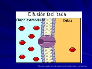 https://aurorapedreros.wordpress.com/membrana-plasmatica-y-sus-funciones/
 