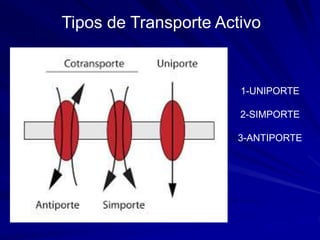 Tipos de Transporte Activo
1-UNIPORTE
2-SIMPORTE
3-ANTIPORTE
 