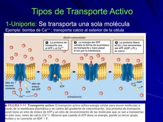 Tipos de Transporte Activo
1-Uniporte: Se transporta una sola molécula
Ejemplo: bomba de Ca++ ; transporta calcio al exterior de la célula
 