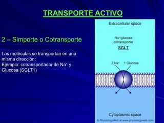 TRANSPORTE ACTIVO
2 – Simporte o Cotransporte
Las moléculas se transportan en una
misma dirección:
Ejemplo: cotransportador de Na+ y
Glucosa (SGLT1)
 