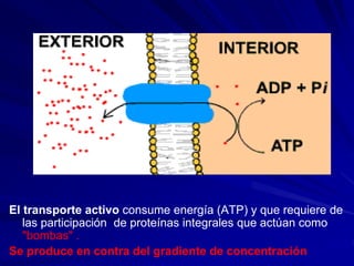 El transporte activo consume energía (ATP) y que requiere de
las participación de proteínas integrales que actúan como
"bombas" .
Se produce en contra del gradiente de concentración
 