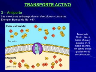 TRANSPORTE ACTIVO
3 – Antiporte
Las moléculas se transportan en direcciones contrarias
Ejemplo: Bomba de Na+ y K+
Transporta:
Sodio (Na+)
hacia afuera y
potasio (K+)
hacia adentro,
en contra de los
gradientes de
concentración.
 
