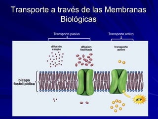 Transporte a través de las Membranas
Biológicas
Transporte pasivo Transporte activo
 