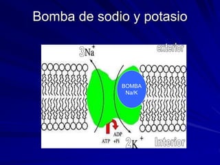 BOMBA
Na/K
Bomba de sodio y potasio
 