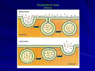 Transportes en masa
(Activo)
 