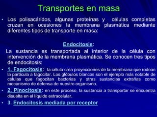 Transportes en masa
• Los polisacáridos, algunas proteínas y células completas
cruzan en ocasiones la membrana plasmática mediante
diferentes tipos de transporte en masa:
Endocitosis:
La sustancia es transportada al interior de la célula con
intervención de la membrana plasmática. Se conocen tres tipos
de endocitosis:
• 1. Fagocitosis: la célula crea proyecciones de la membrana que rodean
la partícula a fagocitar. Los glóbulos blancos son el ejemplo más notable de
células que fagocitan bacterias y otras sustancias extrañas como
mecanismo de defensa de nuestro organismo.
• 2. Pinocitosis: en este proceso, la sustancia a transportar se encuentra
disuelta en el líquido extracelular.
• 3. Endocitosis mediada por receptor
 