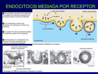 ENDOCITOCIS MEDIADA POR RECEPTOR
 
