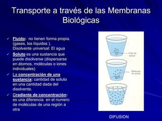  Fluido: no tienen forma propia.
(gases, los líquidos ).
Disolvente universal: El agua
 Soluto es una sustancia que
puede disolverse (dispersarse
en átomos, moléculas o iones
individuales)
 La concentración de una
sustancia: cantidad de soluto
en una cantidad dada del
disolvente.
 Gradiente de concentración:
es una diferencia en el numero
de moléculas de una región a
otra
DIFUSION
Transporte a través de las Membranas
Biológicas
 