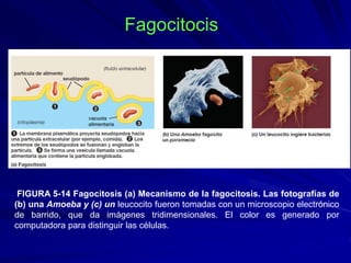 Fagocitocis
FIGURA 5-14 Fagocitosis (a) Mecanismo de la fagocitosis. Las fotografías de
(b) una Amoeba y (c) un leucocito fueron tomadas con un microscopio electrónico
de barrido, que da imágenes tridimensionales. El color es generado por
computadora para distinguir las células.
 