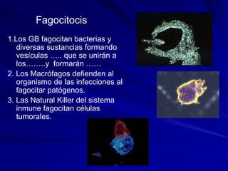 1.Los GB fagocitan bacterias y
diversas sustancias formando
vesículas ….. que se unirán a
los……..y formarán ……
2. Los Macrófagos defienden al
organismo de las infecciones al
fagocitar patógenos.
3. Las Natural Killer del sistema
inmune fagocitan células
tumorales.
Fagocitocis
 