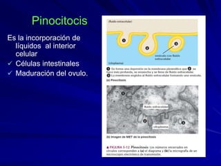 Pinocitocis
Es la incorporación de
líquidos al interior
celular
 Células intestinales
 Maduración del ovulo.
 