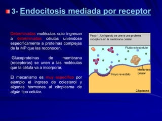 3- Endocitosis mediada por receptor
Determinadas moléculas solo ingresan
a determinadas células uniéndose
específicamente a proteínas complejas
de la MP que las reconocen.
Glucoproteínas de membrana
(receptoras) se unen a las moléculas
que la célula va a incorporar.
El mecanismo es muy específico por
ejemplo el ingreso de colesterol y
algunas hormonas al citoplasma de
algún tipo celular.
 