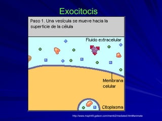 Exocitocis
http://www.maph49.galeon.com/memb2/mediated.html#animate
 