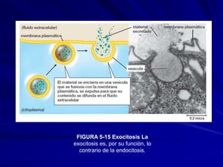 FIGURA 5-15 Exocitosis La
exocitosis es, por su función, lo
contrario de la endocitosis.
 