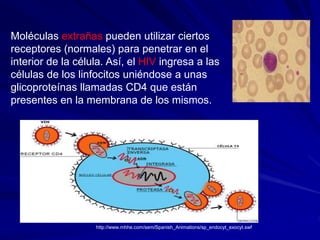Moléculas extrañas pueden utilizar ciertos
receptores (normales) para penetrar en el
interior de la célula. Así, el HIV ingresa a las
células de los linfocitos uniéndose a unas
glicoproteínas llamadas CD4 que están
presentes en la membrana de los mismos.
http://www.mhhe.com/sem/Spanish_Animations/sp_endocyt_exocyt.swf
 