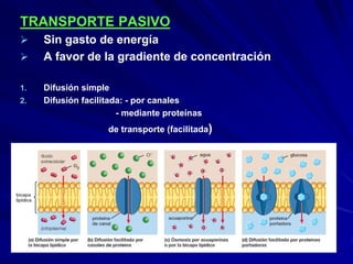 TRANSPORTE PASIVO
 Sin gasto de energía
 A favor de la gradiente de concentración
1. Difusión simple
2. Difusión facilitada: - por canales
- mediante proteínas
de transporte (facilitada)
 