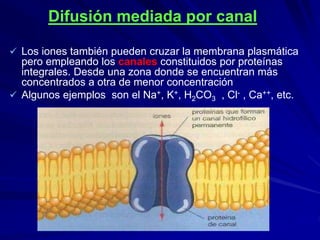 Difusión mediada por canal
 Los iones también pueden cruzar la membrana plasmática
pero empleando los canales constituidos por proteínas
integrales. Desde una zona donde se encuentran más
concentrados a otra de menor concentración
 Algunos ejemplos son el Na+, K+, H2CO3 , Cl- , Ca++, etc.
 