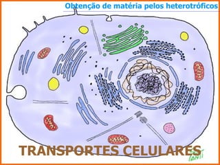TRANSPORTES   CELULARES Obtenção de matéria pelos heterotróficos 