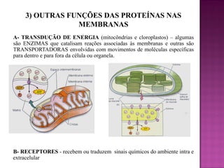 3) OUTRAS FUNÇÕES DAS PROTEÍNAS NAS
MEMBRANAS
A- TRANSDUÇÃO DE ENERGIA (mitocôndrias e cloroplastos) – algumas
são ENZIMAS que catalisam reações associadas às membranas e outras são
TRANSPORTADORAS envolvidas com movimentos de moléculas específicas
para dentro e para fora da célula ou organela.

B- RECEPTORES - recebem ou traduzem sinais químicos do ambiente intra e
extracelular

 