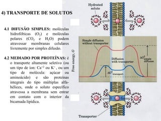 4) TRANSPORTE DE SOLUTOS
4.1 DIFUSÃO SIMPLES: moléculas
hidrofóbicas (O2) e moléculas
polares (CO2 e H2O) podem
atravessar membranas celulares
livremente por simples difusão.
4.2 MEDIADO POR PROTEÍNAS: é
o transporte altamente seletivo (ou
um tipo de íon: Ca+2 ou K+ , ou um
tipo de molécula: açúcar ou
aminoácido) e são proteínas
integrais do tipo múltiplas alfahélices, onde o soluto específico
atravessa a membrana sem entrar
em contato com o interior da
bicamada lipídica.

 