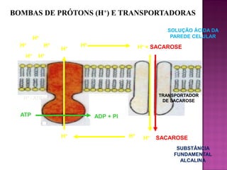 BOMBAS DE PRÓTONS (H+) E TRANSPORTADORAS
SOLUÇÃO ÁCIDA DA
PAREDE CELULAR

H+
H+
H+

H+

H+

H+

H+ + SACAROSE

H+

TRANSPORTADOR
DE SACAROSE

H+ - ATPase

ATP

ADP + PI

H+

H+

H+

SACAROSE
SUBSTÂNCIA
FUNDAMENTAL
ALCALINA

 
