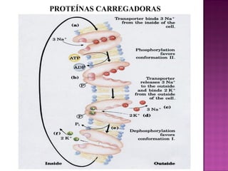 PROTEÍNAS CARREGADORAS

 