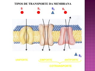 TIPOS DE TRANSPORTE DA MEMBRANA
S

S1

S2

S1

S2
UNIPORTE

SIMPORTE

ANTIPORTE

COTRANSPORTE

 