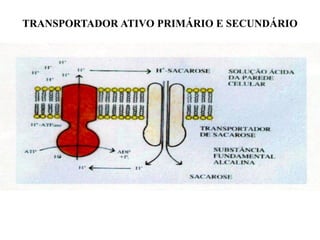 TRANSPORTADOR ATIVO PRIMÁRIO E SECUNDÁRIO

 